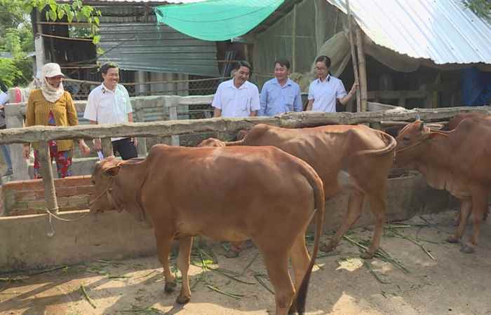 Khuyến nông - Công tác lai tạo giống bò thịt (28-07-2020)